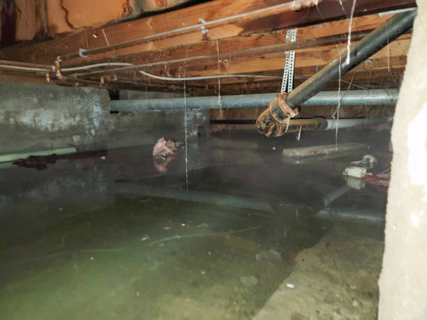 Best Carpet water damage restoration  in Espaola, NM